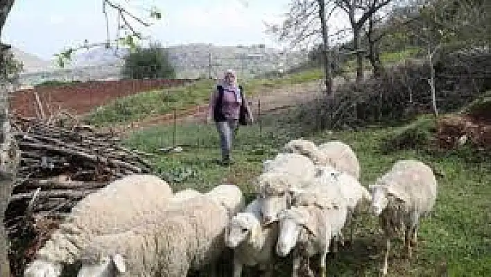 Merkezefendi'de küçükbaş hayvan ve yem desteği başvuru süresi uzatıldı