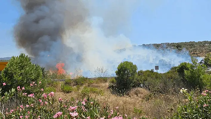 Milas-Bodrum'da yangın