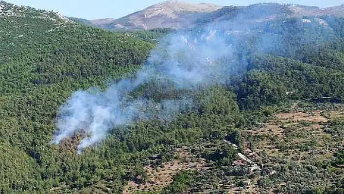 Muğla’da orman yangını