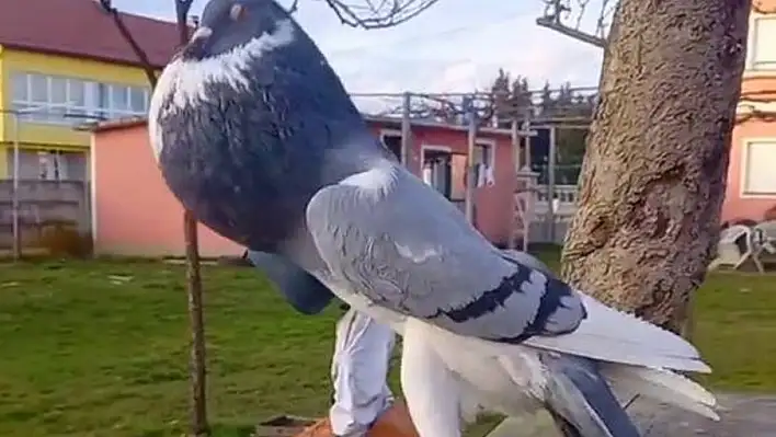 ‘Mutant’ güvercin viral oldu