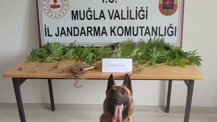 Narkotik köpekleri uyuşturucu tacirlerine göz açtırmıyor