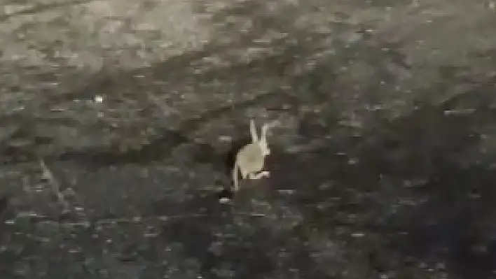 Nesli tükenmekte olan Arap tavşanı görüldü