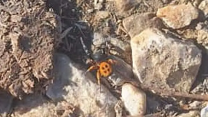 Ödemiş Bozdağ'da Nadir Görülen 'Uğur Böceği Örümceği' Gözlendi