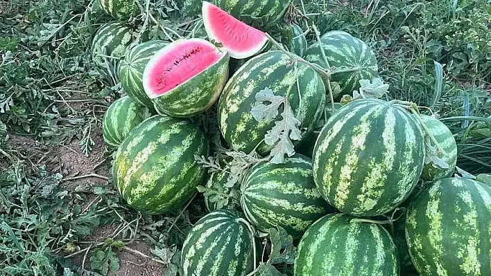 Ödemiş Karpuzu Sofraları Şenlendiriyor