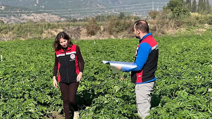 Ödemiş'te İyi Tarım Uygulamaları Denetimleri Sürüyor