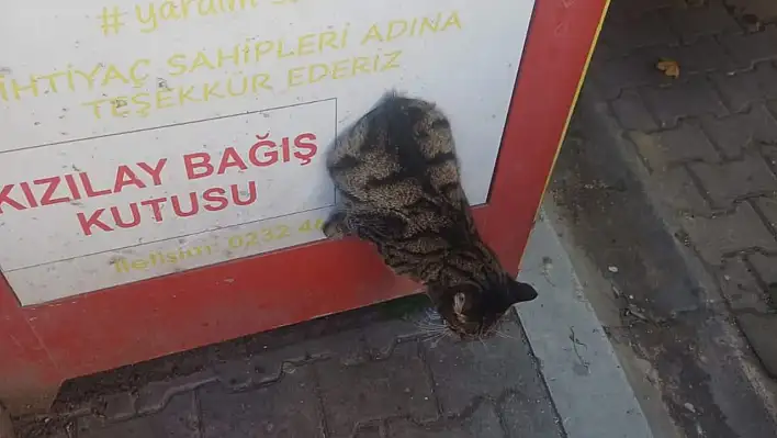 ÖDEMİŞ'TE KIZILAY BAĞIŞ KUTUSUNA SIKIŞAN KEDİ KURTARILDI