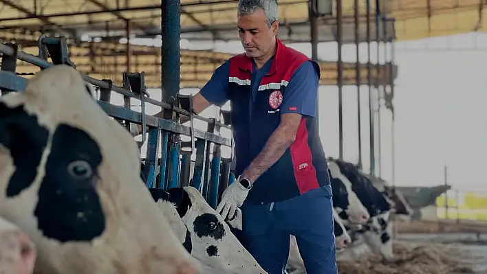 Ödemiş'te şap aşılaması başladı