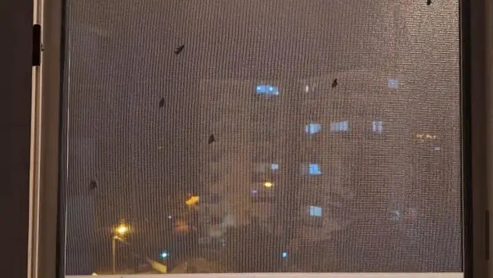 Ödemiş'te Sivrisinek Sorunu Büyüyor: Vatandaşlar İlaçlama Bekliyor