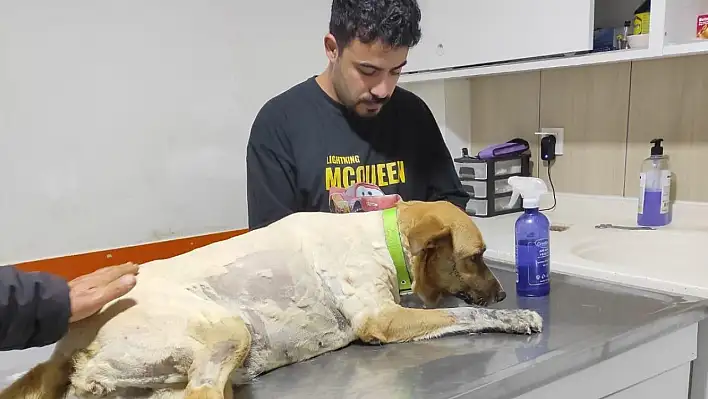 Ödemiş'te Sokak Köpeğine Silahlı Saldırı: Patibahçe Yöneticileri İsyan Etti