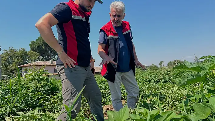 Ödemiş'te tatlı patates üretimi tarım çeşitliliğine katkı sağlıyor