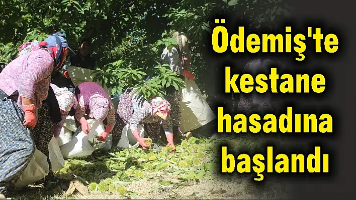 Ödemiş’te kestane hasadına başlandı