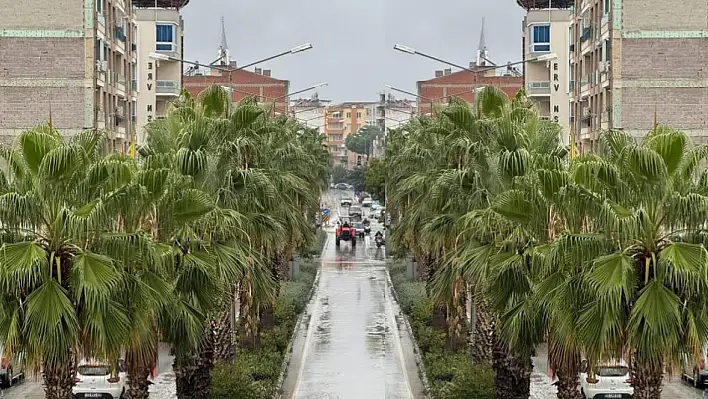 Ordu Caddesi'ndeki Palmiyeler Bakımsızlıktan Şikayet Konusu