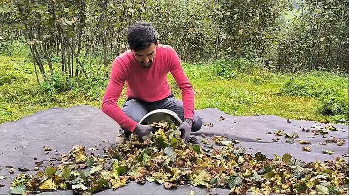 Ordu'da fındık hasat sezonu sonbaharda da devam ediyor