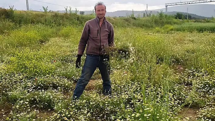 Papatya köylülerin geçim kaynağı haline geldi