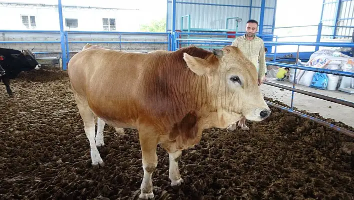 Rekor fiyata satılan kurbanlık