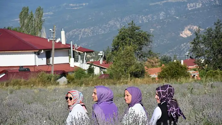 Ressamlığı bıraktı, lavanta üreticisi oldu