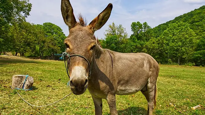 Rüyada eşek görmek ne anlama gelir? İşte rüya tabirleri…