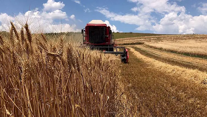 Rüyada hasat görmek ne anlama gelir? İşte rüya tabirleri…