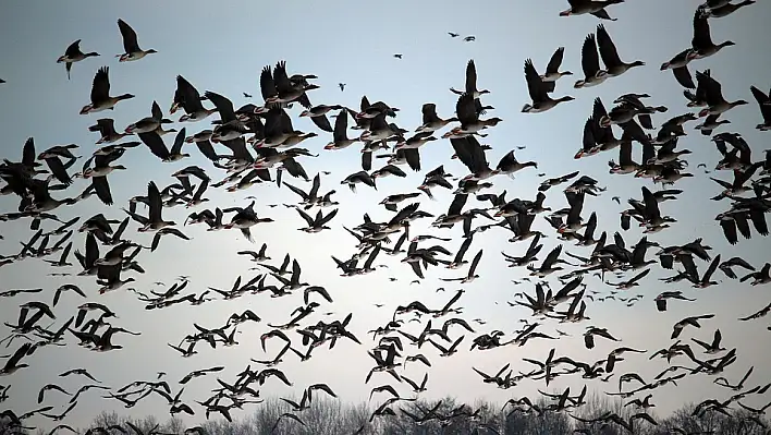 Rüyada kuş sürüsü görmek ne anlama gelir? İşte rüya tabirleri…