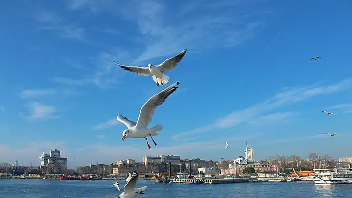 Rüyada martı görmek ne anlama gelir? İşte rüya tabirleri…
