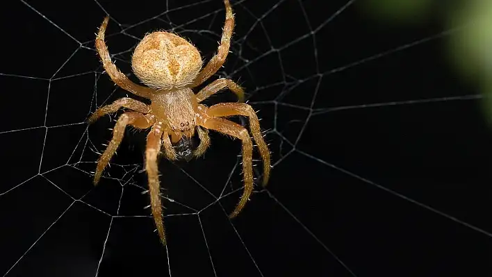 Rüyada örümcek görmek ne anlama gelir? İşte rüya tabirleri…