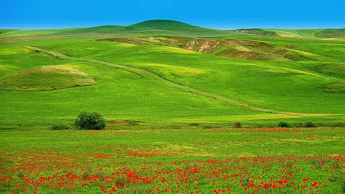 Rüyada ova görmek ne anlama gelir? İşte rüya tabirleri…