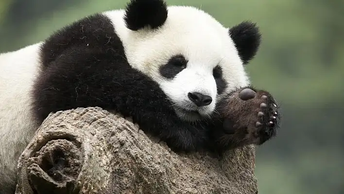 Rüyada panda görmek ne anlama gelir? İşte rüya tabirleri…