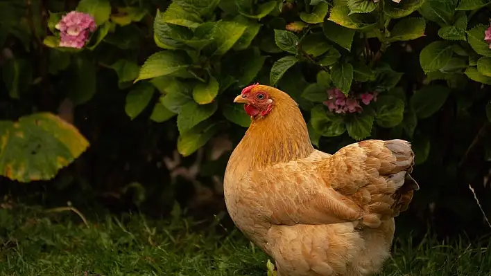 Rüyada tavuk kovalamak ne anlama gelir? İşte rüya tabirleri…