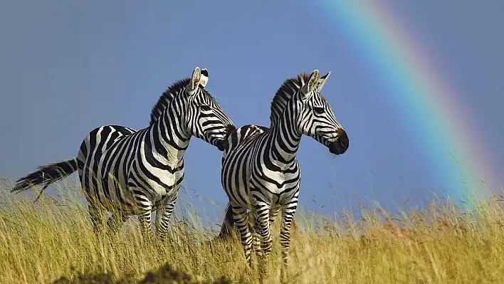 Rüyada zebra görmek ne anlama gelir? İşte rüya tabirleri…