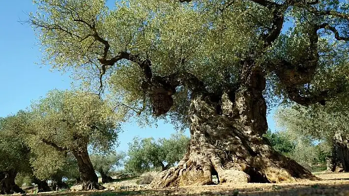 Rüyada zeytin ağacı görmek ne anlama gelir? İşte rüya tabirleri…