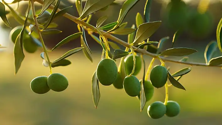 Rüyada zeytin dalı görmek ne anlama gelir? İşte rüya tabirleri…
