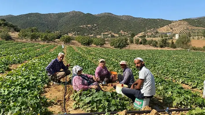 Salatalık Üreticisi Perişan