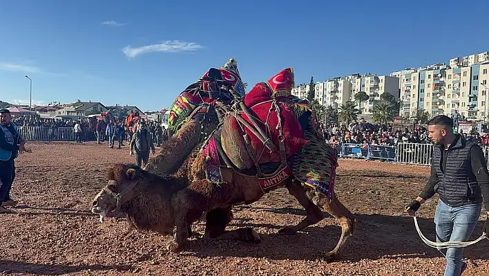 Şampiyon Develer Dikili'de