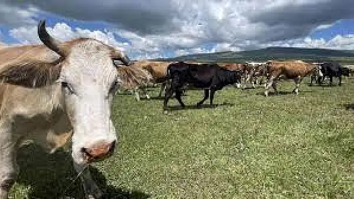 Şap hastalığı’ görüldü 136 köy karantinada