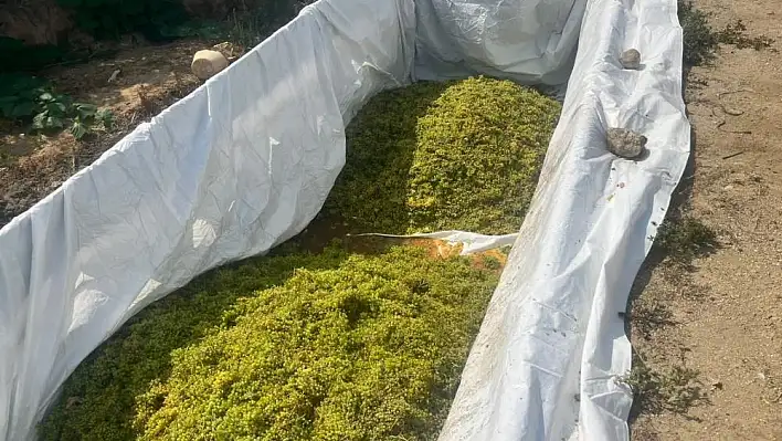 Şaraplık üzüm alımlarına başlandı