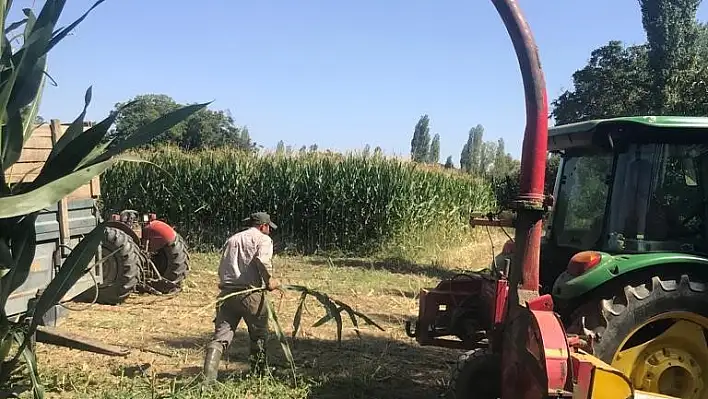 Sarıgöl'de silajlık yem yapımına başlandı