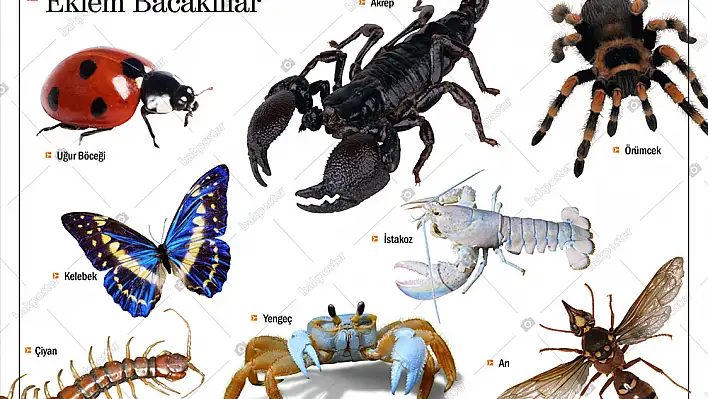 “Şark Çıbanı ve Batı Nil Ateşi hastalıklarıyla mücadelede önemli adımlar atılacak”