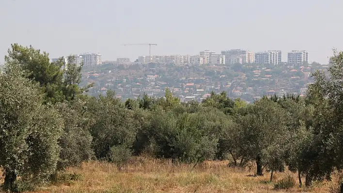 Sıcaklar zeytin üretimini vurdu