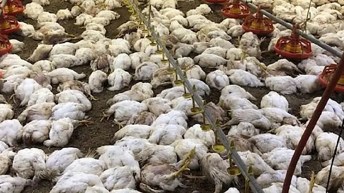 Sıcaktan öldüler!