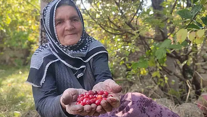 Şifa deposu kızılcıkta hasat vakti