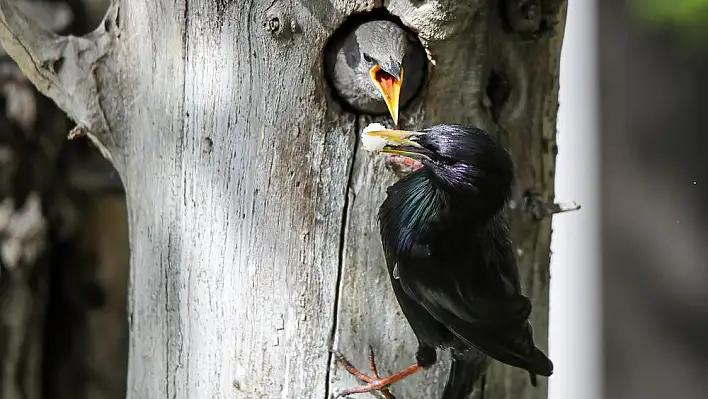 Sığırcık kuşunun yavrularını besleme anı görüntülendi
