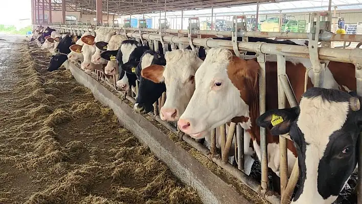 Söke'de 36 bin 250 büyükbaş hayvana aşı yapıldı