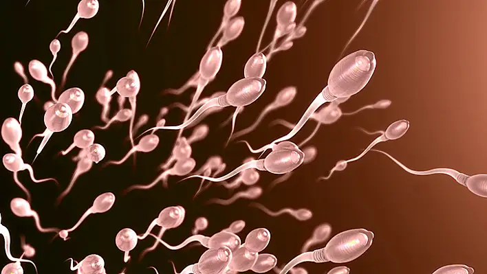 Sperm sayısını ve kalitesini artıran besinler nelerdir?