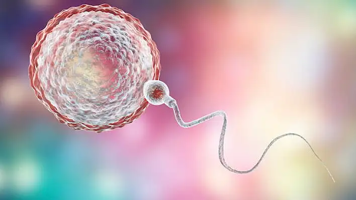 Sperm ve yumurta olmadan embriyo meydana getirildi