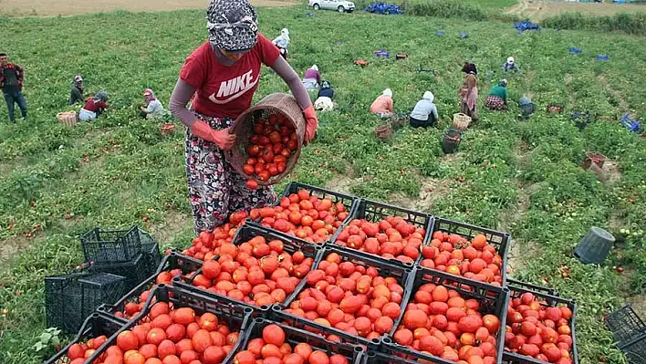 Tarım işçilerinin yevmiyeleri belli oldu