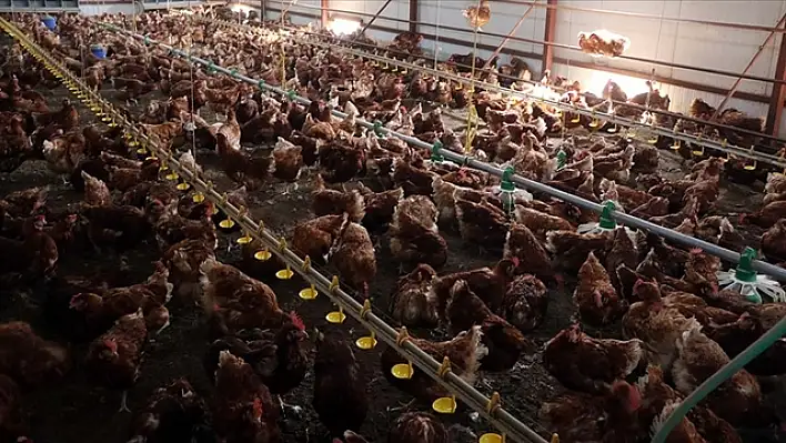 Tavuk eti üretimi  yüzde 5,1 arttı