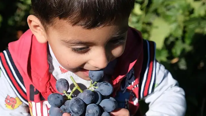 Tescilli Cimin üzümü hasadı sürüyor