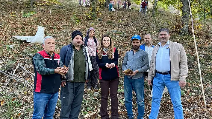 Tire'de Kestane Hasadı Sona Yaklaşıyor