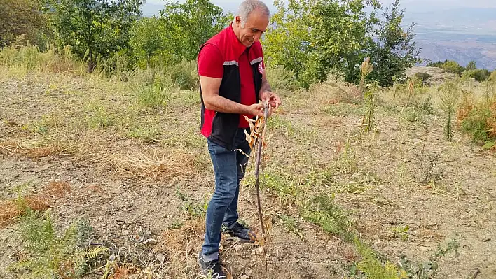 Tire'de Kestane Üretimini Artırmak İçin Fidan Kontrolleri Yapıldı