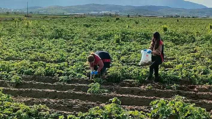 Tire'de patates tarlalarında karantina denetimi: Tarım Müdürlüğü sahada